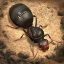 لعبة The Ants Underground Kingdom MOD مهكرة